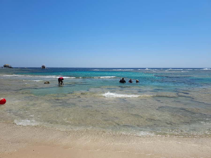 El Quseir: Red Sea Diving - Reefs, Caves & Marine Wildlife - Key Points to Know Before You Book