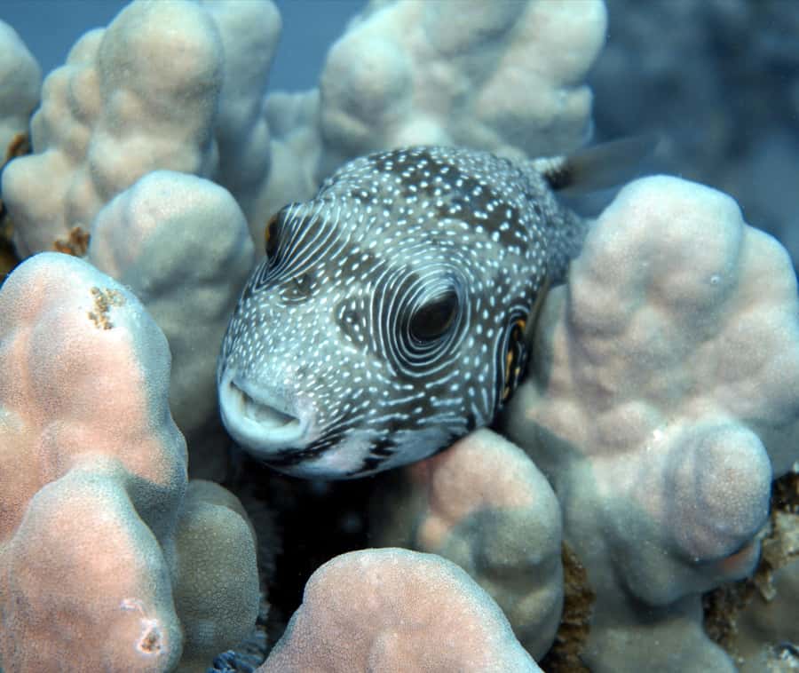 El Quseir: Red Sea Diving - Reefs, Caves & Marine Wildlife - What the Four-Hour Experience Looks Like