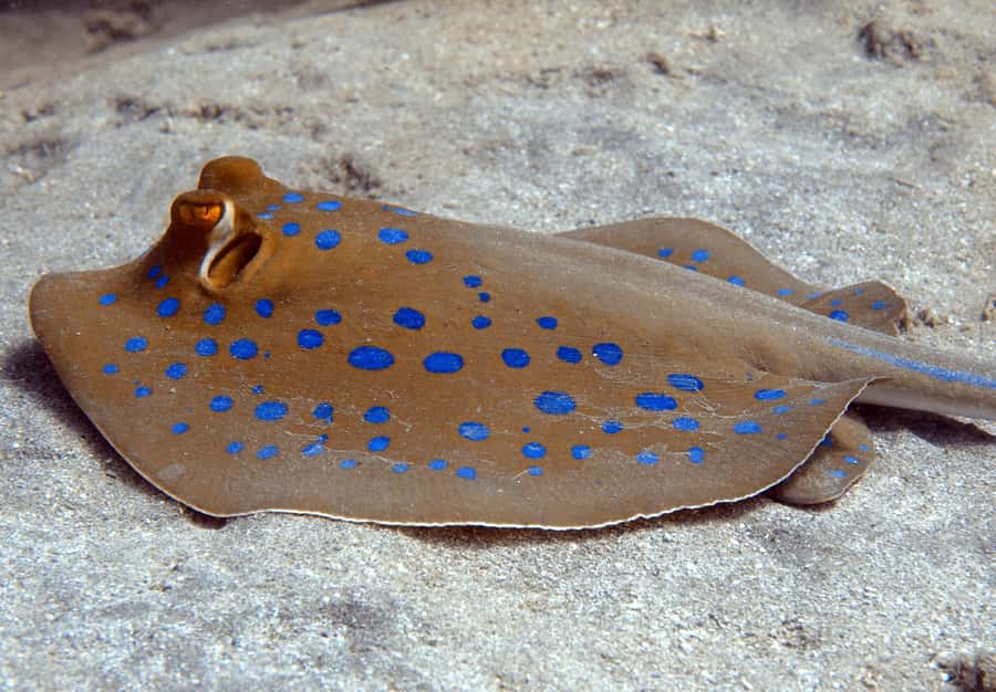 El Quseir: Red Sea Diving - Reefs, Caves & Marine Wildlife - Fish, Rays, Turtles, and Reef Predators