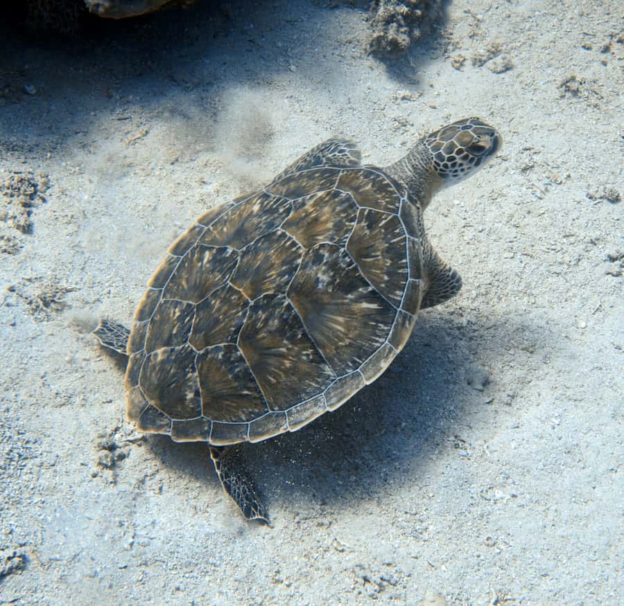 El Quseir: Red Sea Diving - Reefs, Caves & Marine Wildlife - The Underwater Setting at Serib Kebir Reef