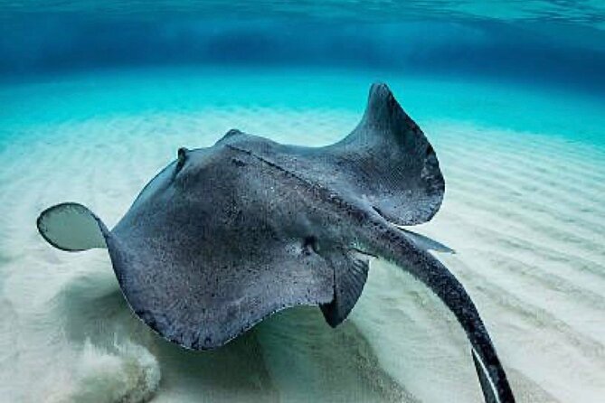 “Embark on a Professional and Passionate Scuba Diving Adventure!" - Step three: the Caribbean open-water session