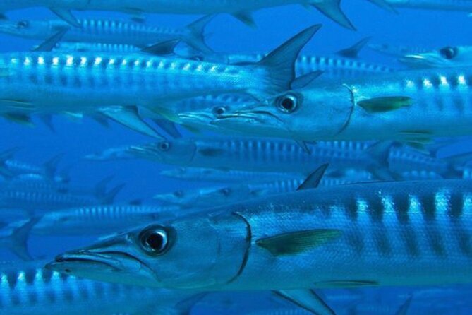 “Embark on a Professional and Passionate Scuba Diving Adventure!" - Who should book this Costa Maya activity?