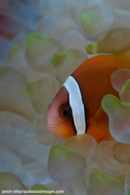 Enjoy 3 Fun Dives in Kota Kinabalu | Certified Divers - First session around 10:00