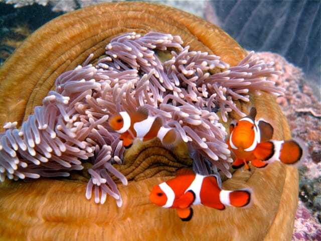 Enjoy 3 Fun Dives in Kota Kinabalu | Certified Divers - The final session at 2:30