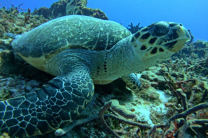 Enjoy two dives without previous experience with a boat trip - Three Simple Skills Before the Reef
