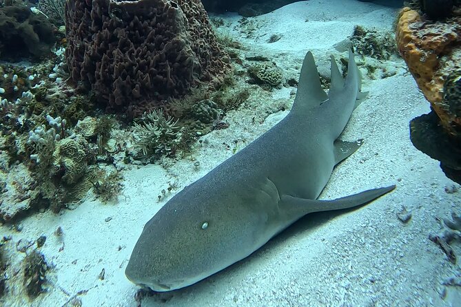 Enjoy two dives without previous experience with a boat trip - Lunch Between Sessions
