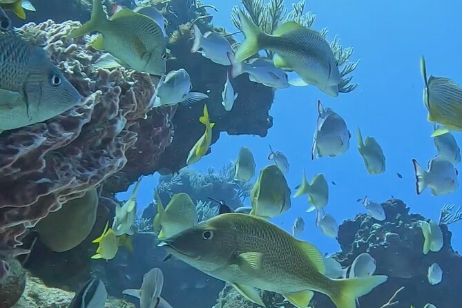 Enjoy two dives without previous experience with a boat trip - A Second Reef, Chosen for the Day’s Conditions