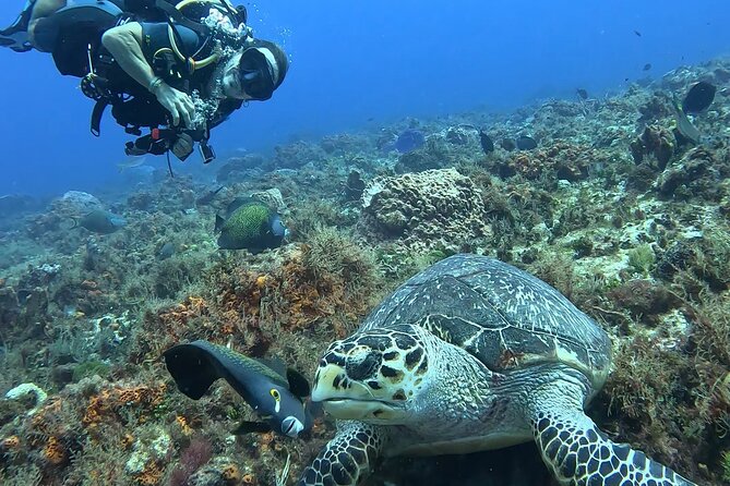 Enjoy two dives without previous experience with a boat trip - Wildlife, Photos, and What You Take Home