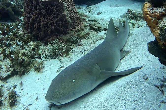 Enjoy two dives without previous experience with a boat trip - Is $227.43 a Fair Price?