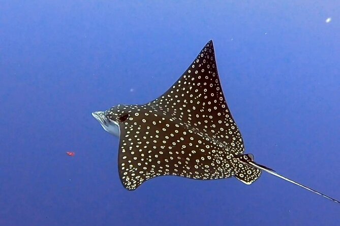 Enjoy two dives without previous experience with a boat trip - Who Will Enjoy This Most