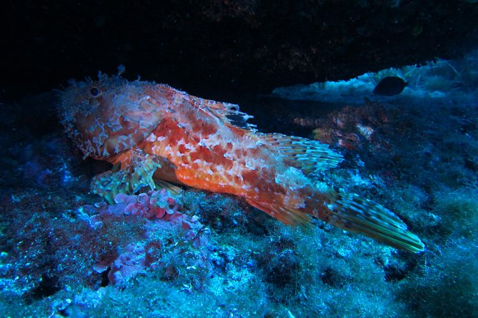 Etna & Diving Jeep Tour - Key points at a glance