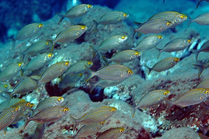 Exciting PADI Discover Scuba Diving Experience Isola Bella Marine Park Taormina - The break beside Isola Bella