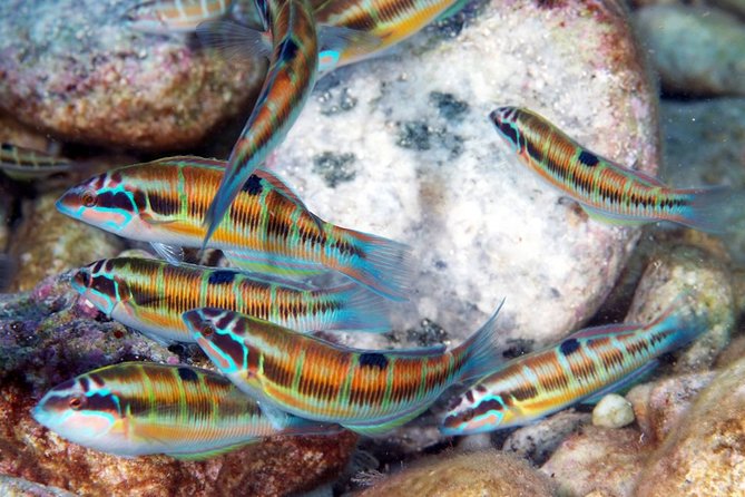 Exciting PADI Discover Scuba Diving Experience Isola Bella Marine Park Taormina - The second session: up to 12 meters