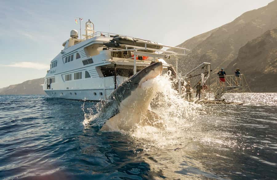 Exhilarating Shark Cage Diving Experience in Cape Town - Key points to know before booking