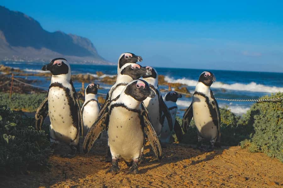 Exhilarating Shark Cage Diving Experience in Cape Town - Breakfast, lunch, and the safety briefing
