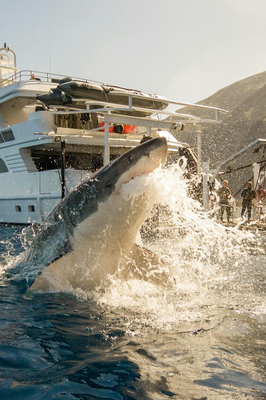 Exhilarating Shark Cage Diving Experience in Cape Town - Stony Point Penguin Colony