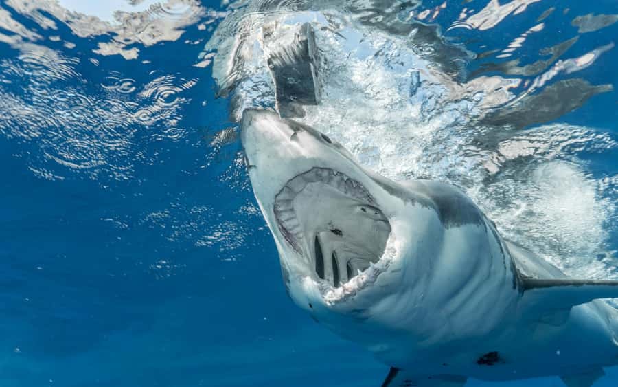 Exhilarating Shark Cage Diving Experience in Cape Town - The early road to Gansbaai