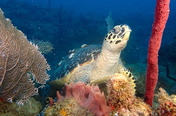 Experience Scuba Diving / NO certification Needed - Equipment, sizes, and what you need to provide