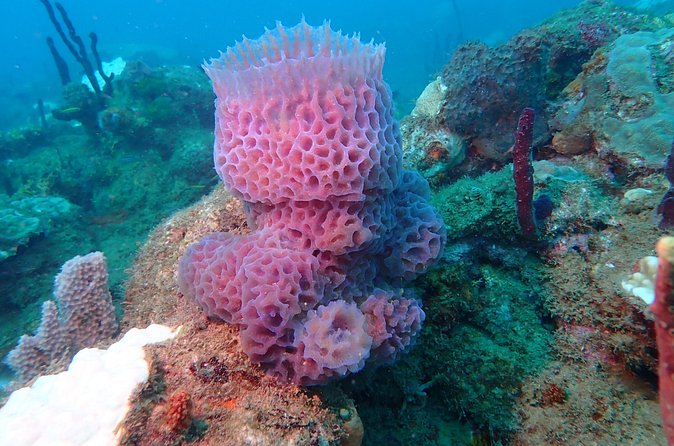Experience Scuba Diving / NO certification Needed - Is $119 a fair price?