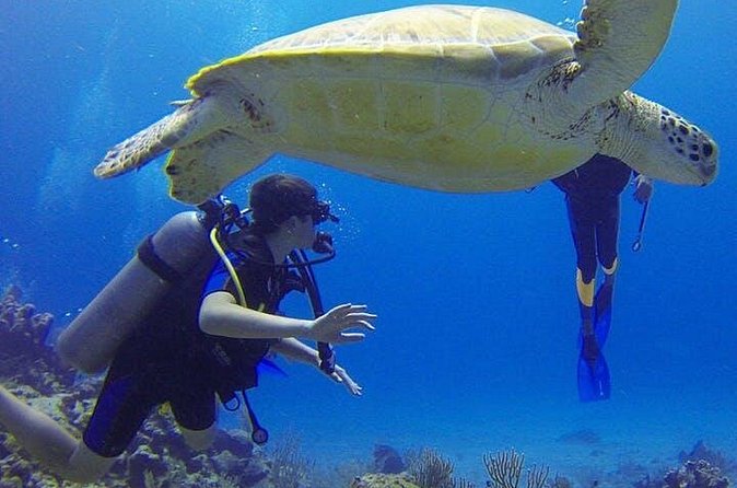 Experience Scuba Diving / NO certification Needed - Timing your day in Rincón