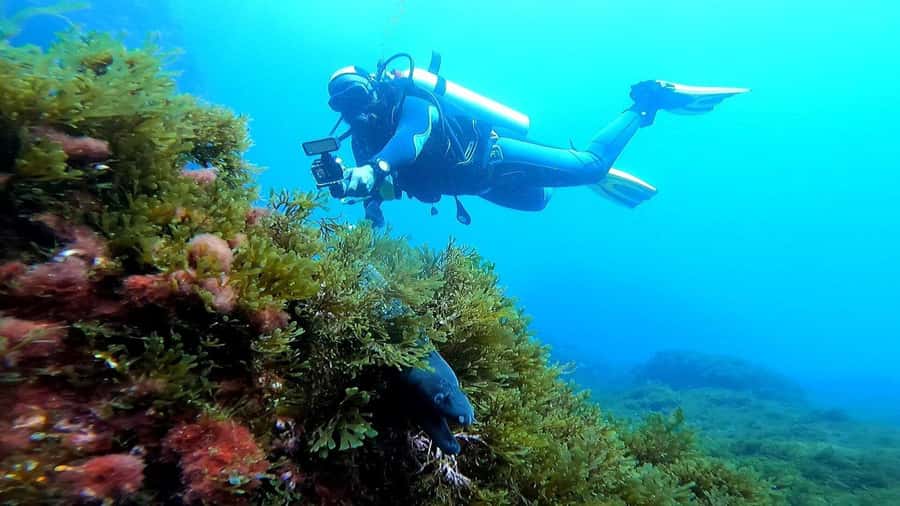 Experience the thrill of diving in Morocco Fun Dives - What you see beneath the Belyounech coast