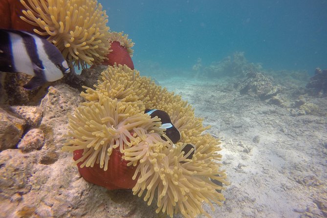 Exploration dives - Who should book this experience?