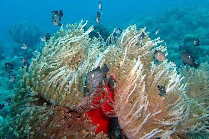 Exploration dives for experienced divers - Starting at 8 a.m. in Tamarin Bay