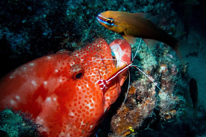 Exploration dives for experienced divers - Aquarium, Cathedral, and the value of site choice