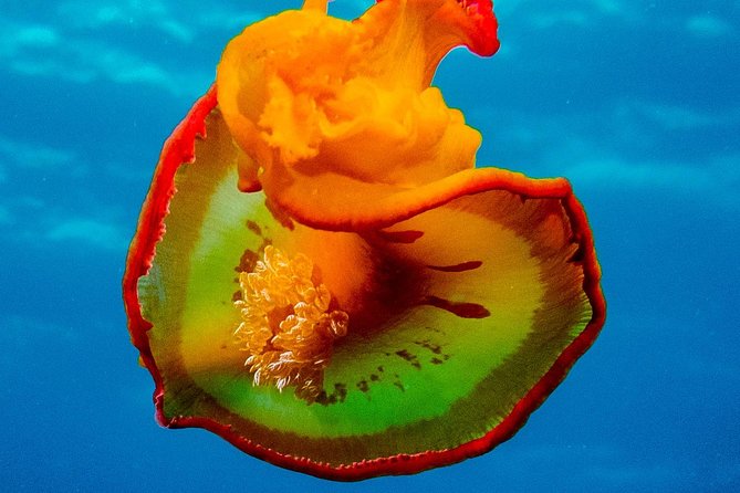 Exploration dives for experienced divers - A 15-minute boat ride from Tamarin