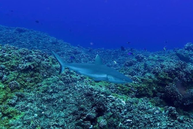 Exploration dives - Forty-five minutes or more beneath the surface
