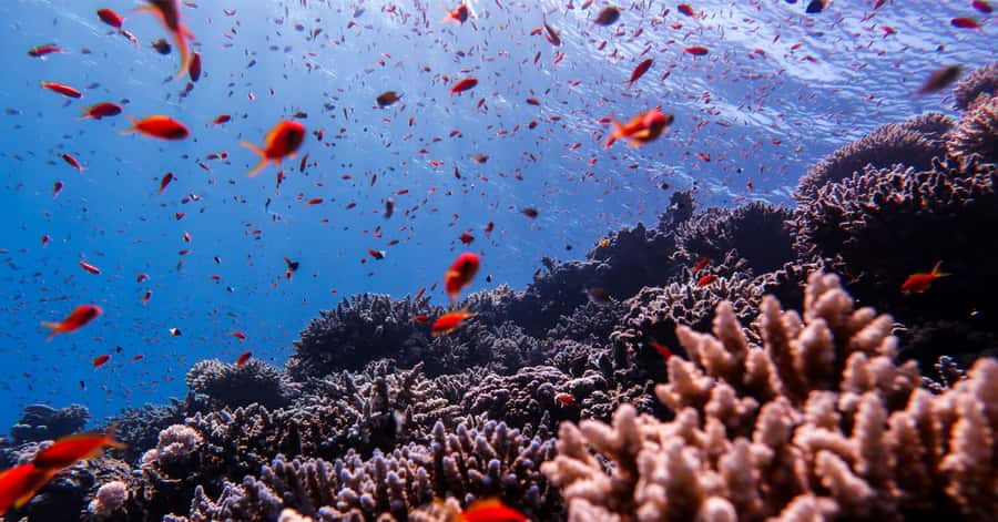 Explore Aqaba's Depths: Scuba Diving Tour, with Hotel Pickup - The Tank and Seven Sisters Wreck options
