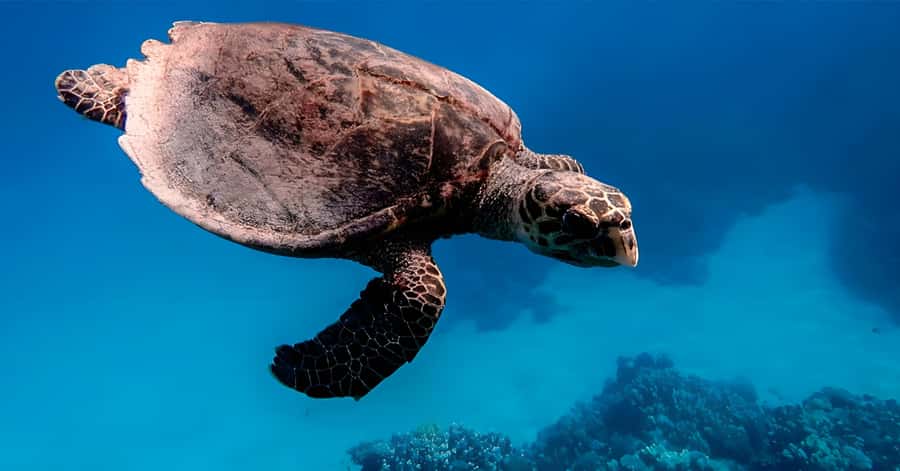 Explore Aqaba's Depths: Scuba Diving Tour, with Hotel Pickup - Who should book this Aqaba outing