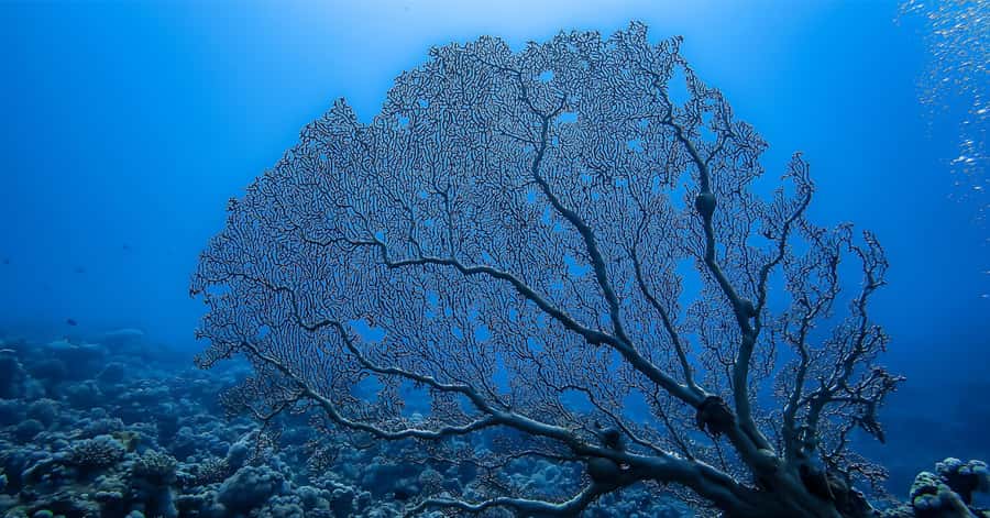 Explore Aqaba's Depths: Scuba Diving Tour, with Hotel Pickup - What to expect from the team