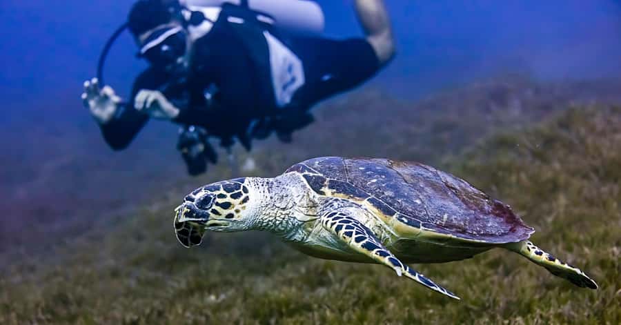 Explore Aqaba's Depths: Scuba Diving Tour, with Hotel Pickup - Timing, cancellation, and small practical details