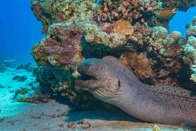 Explore Hurghada Two Thrilling Boat Dives for Certified Divers - Noon lunch, drinks, and a useful surface break