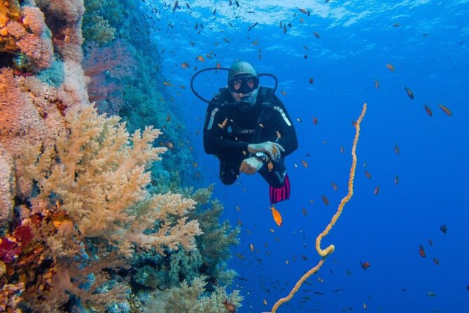 Explore Hurghada Two Thrilling Boat Dives for Certified Divers - The 1:00 PM session and the ride home
