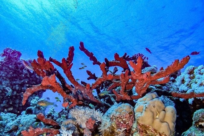 Explore Hurghada Two Thrilling Boat Dives for Certified Divers - The staff and safety side of the day