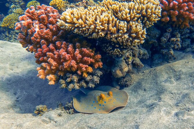 Explore Hurghada Two Thrilling Boat Dives for Certified Divers - Who should book this experience?