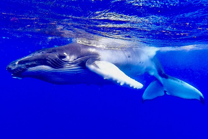 Fakarava 2-tank Certified Scuba Dive - Who should book this experience?