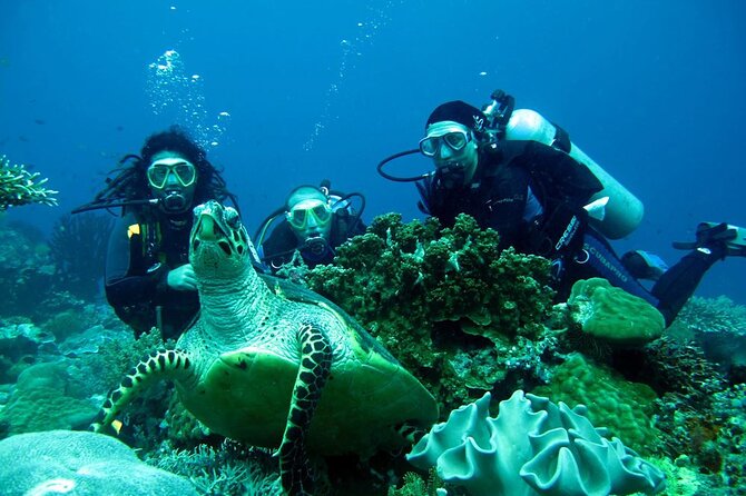 Fethiye Scuba Diving Experience By A Local Expert - What the Fethiye sea offers beneath the surface
