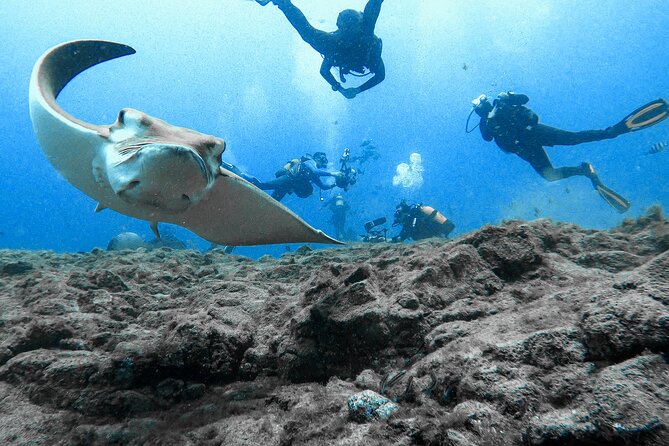 First Dive Experience in Tenerife - How the staff shape the experience