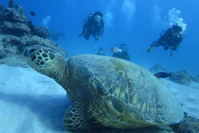 First Diving Experience Try Dive - Your 2:00 pm start in Santa Maria