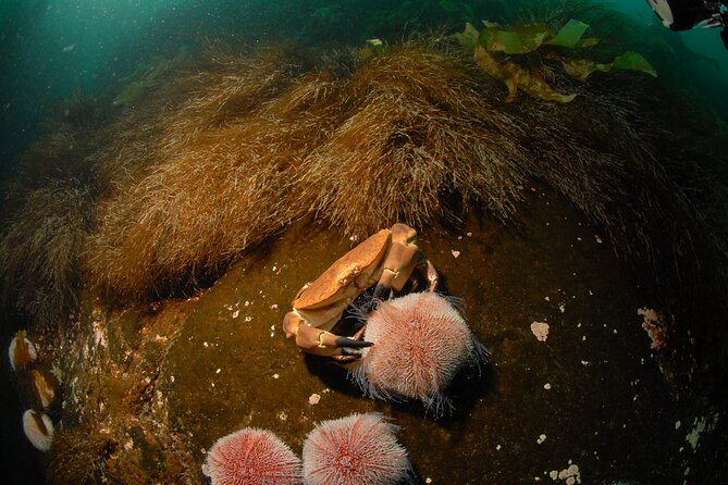First Time Diver Scuba Experience - Seeing Lofoten from below the surface