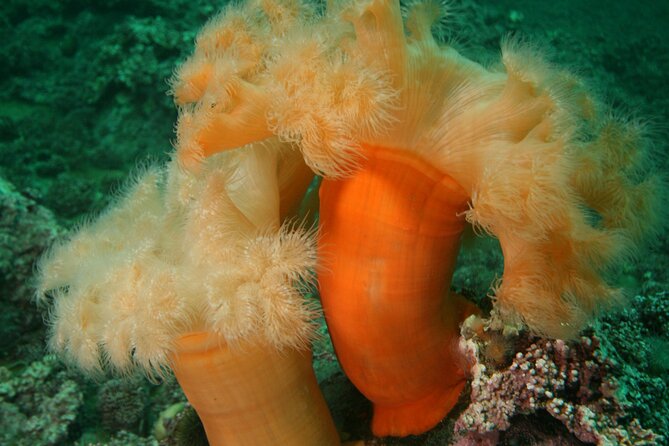 First Time Diver Scuba Experience - Equipment rental and transport add real value