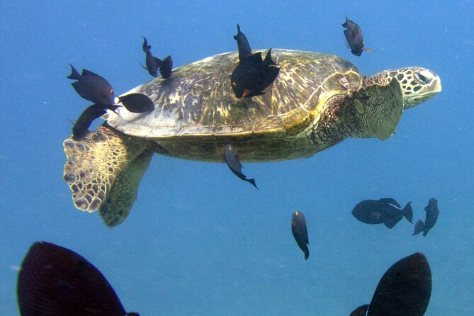 First Time Introductory Scuba Dive - Looking for Turtles, Octopuses, and Other Wildlife