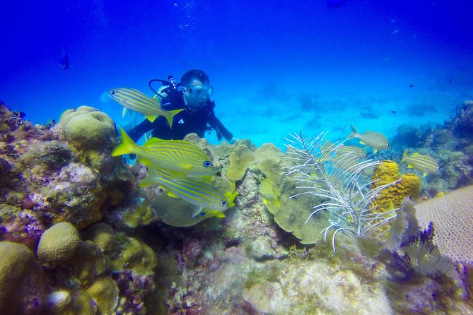 First Time Scuba Diving Experience in Punta Cana - The timing matters more than you might expect
