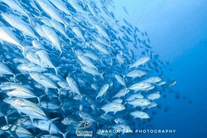 Fisheye Divers: Discover Scuba Diving - Photos, Videos, Snacks, and Showers