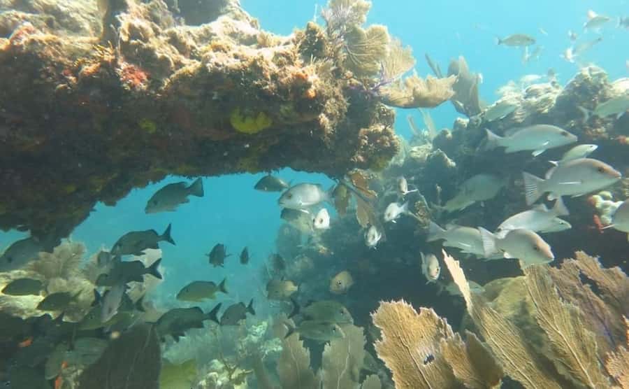 Florida Keys: Scuba Diving & Snorkeling Reef Trip - Why this Key Largo reef trip is worth considering