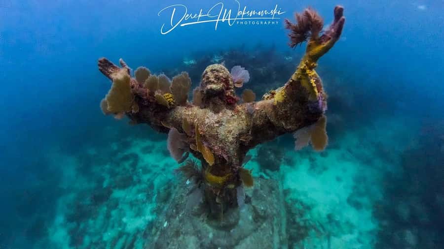 Florida Keys: Scuba Diving & Snorkeling Reef Trip - What certified scuba guests need to know