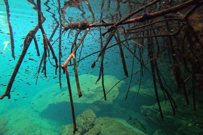 Freediving Intro for Beginners in a Cenote in Tulum Mexico - What the price includes, and what it leaves out